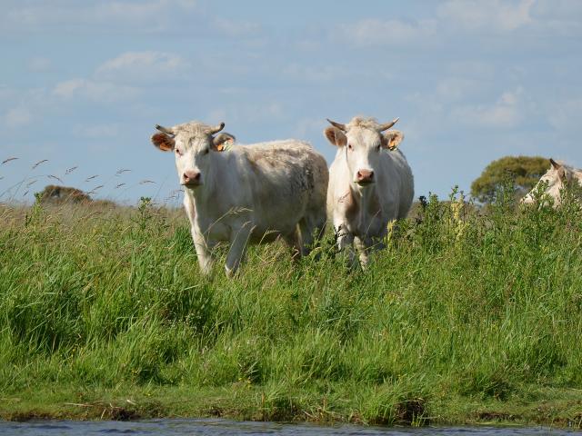 vaches-en-briere.jpg