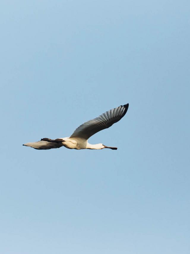 Spatule en Brière Oiseaux