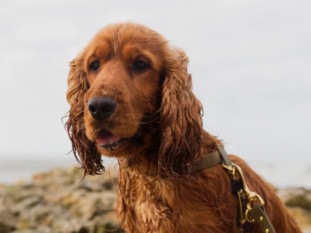 chien sur la plage