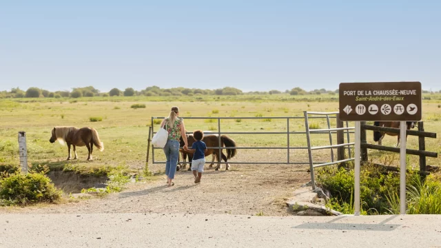 Balade en poney, la Chaussée Neuve