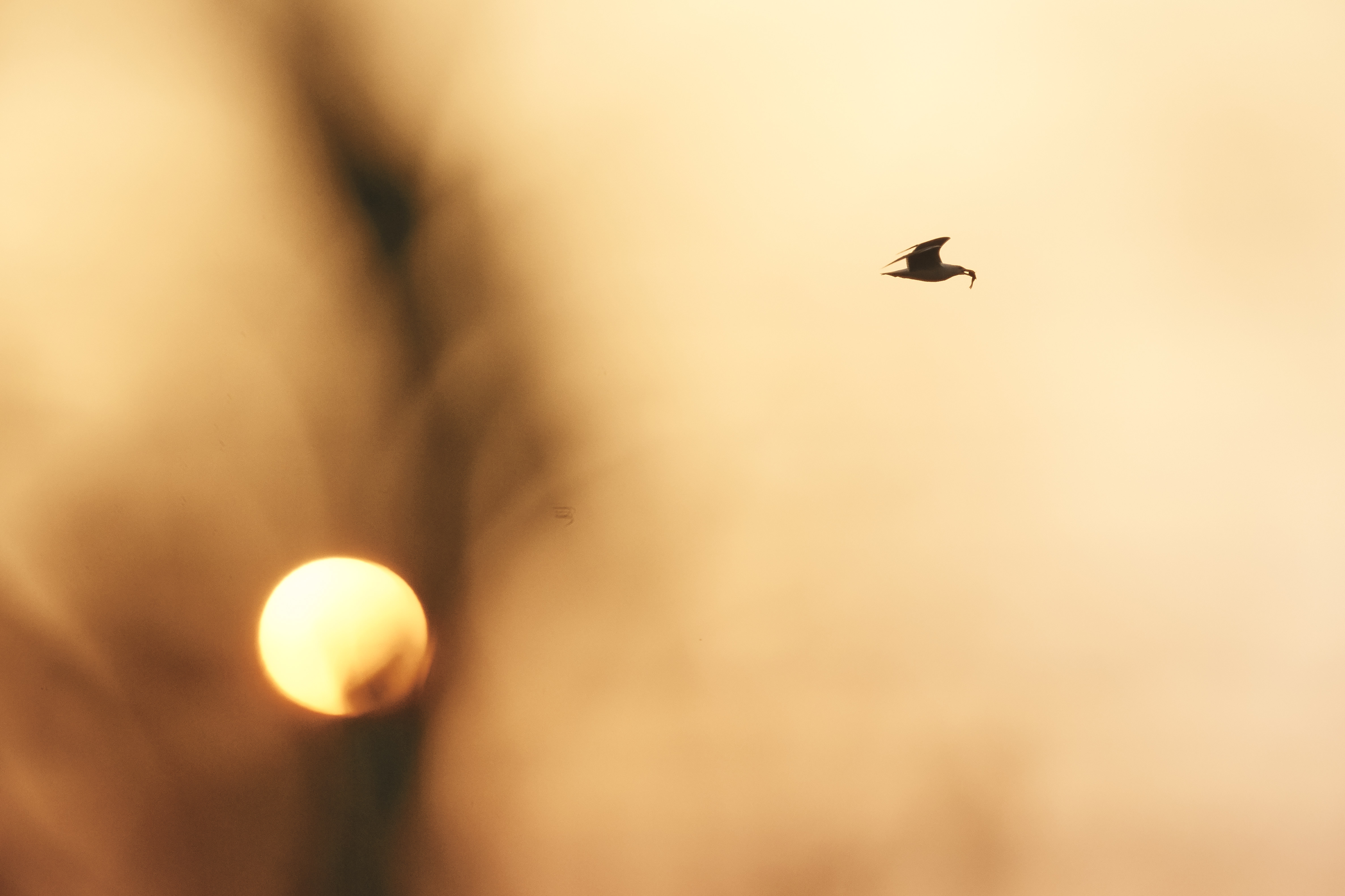 Observation ornithologique en Brière