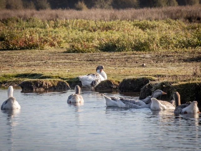 Observation des oiseaux dans le marais de Brière